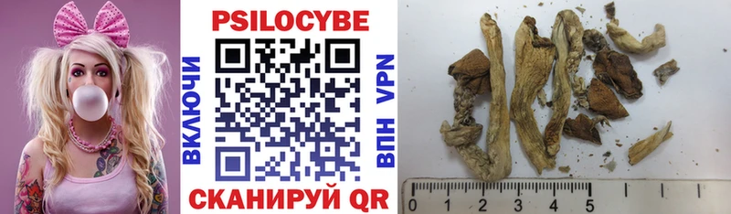 наркошоп  Алексин  Галлюциногенные грибы Psilocybine cubensis 